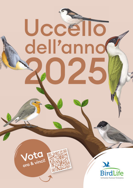 poster uccello anno elezione