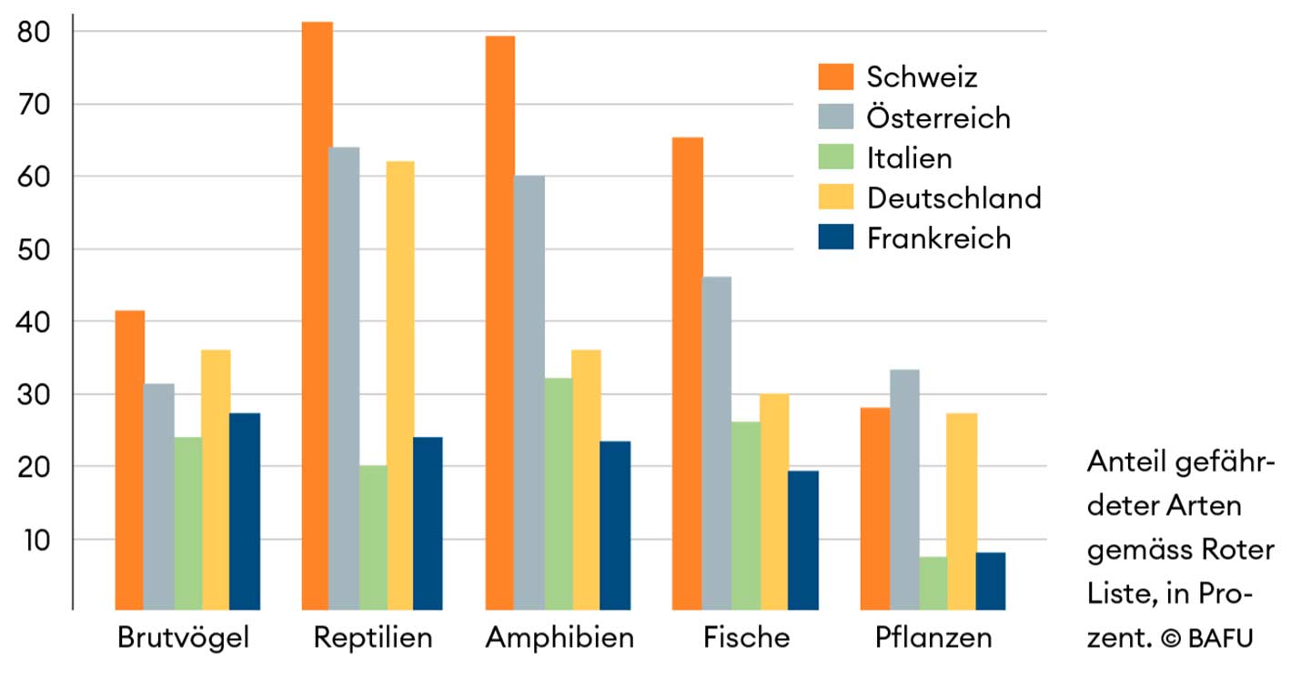 Grafik