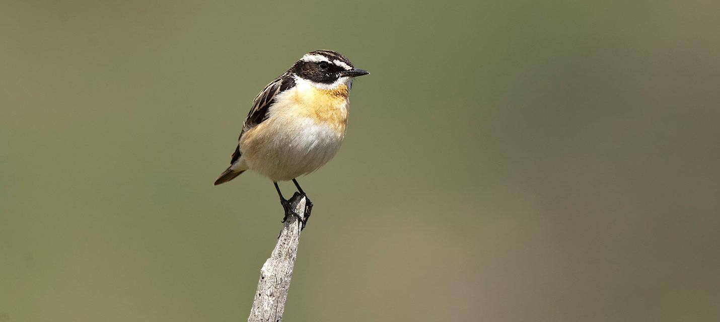 Braunkehlchen © Michael Gerber