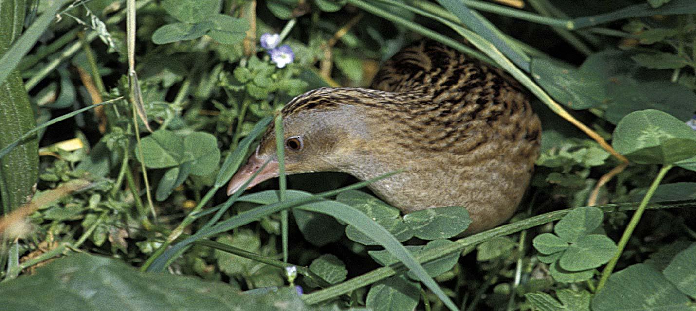 Wachtelkönig © Silvio Stucki/BirdLife Schweiz