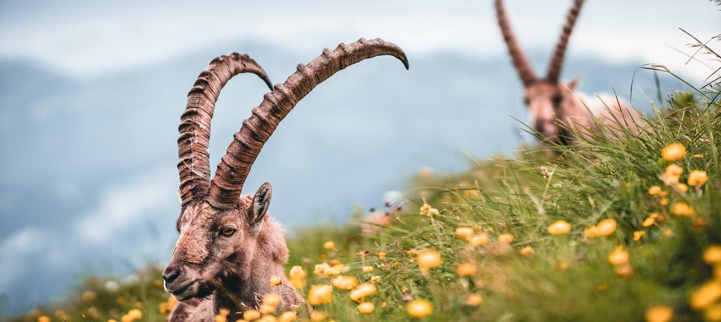 Initiative Biodiversité