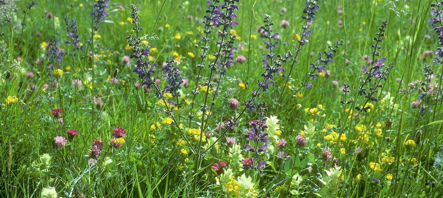 Crise de la biodiversité