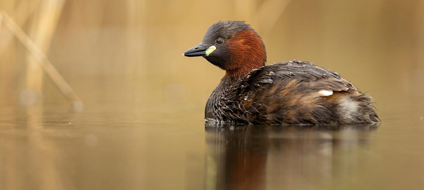 Zwergtaucher