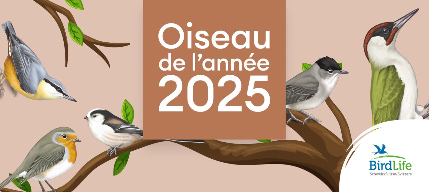 Logo Oiseau de l'année 2025