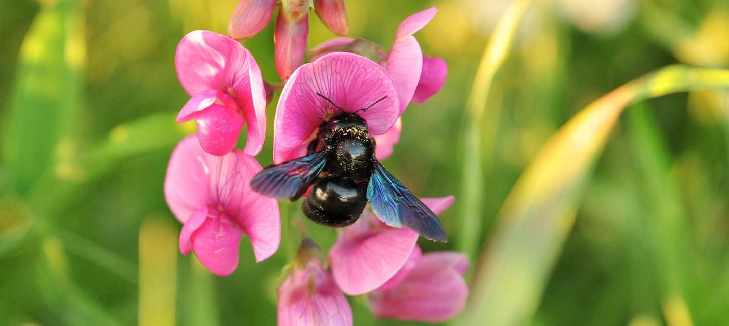 Abeille charpentière © wojtekspool/pixabay