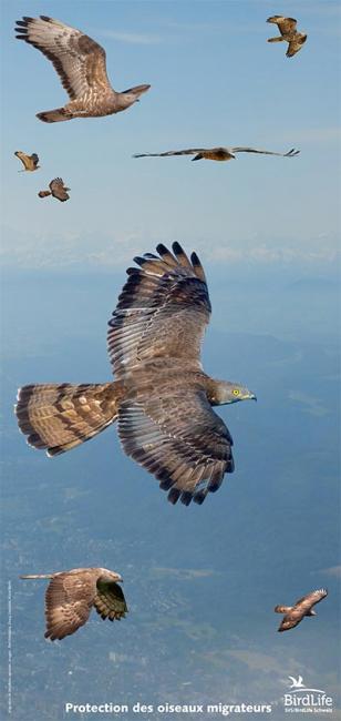 Poster «Protection des oiseaux migrateurs»