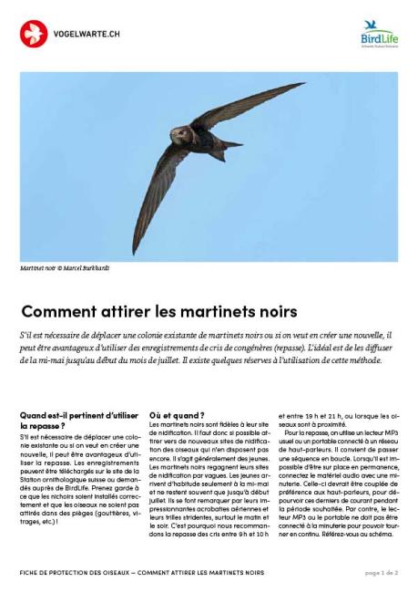 Comment attirer les martinets noirs