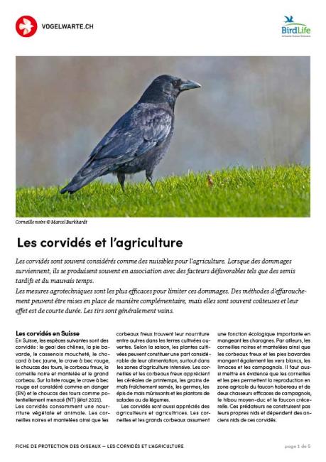 Corvidées et agriculture