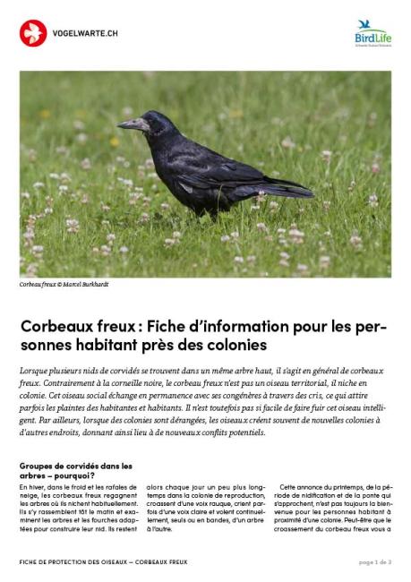 Corbeaux freux : Feuille d’information pour les personnes habitant près des colonies