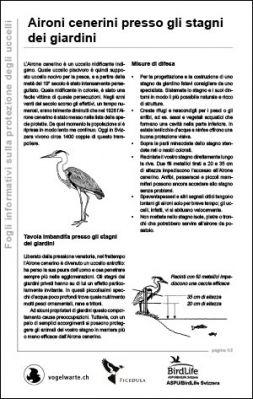 Aironi cenerini presso gli stagni dei giardini