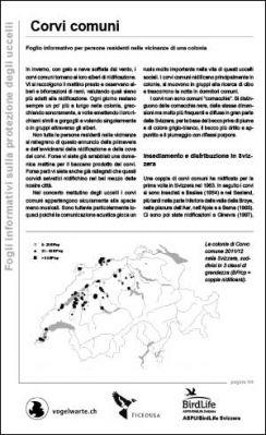 Corvi comuni: Foglio informativo per persone residenti nelle vicinanze di una colonia