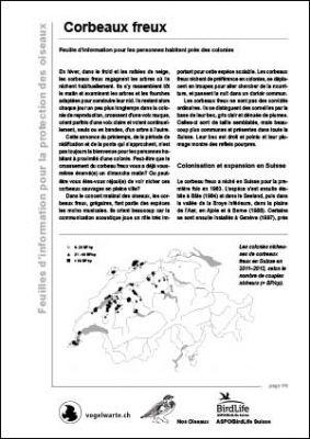 Corbeaux freux: Feuille d’information pour les personnes habitant près des colonies