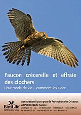 Faucon crécerelle et effraie des clochers