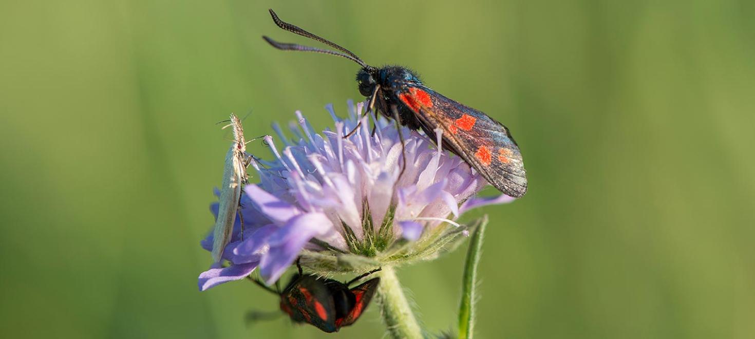 Biodiversità