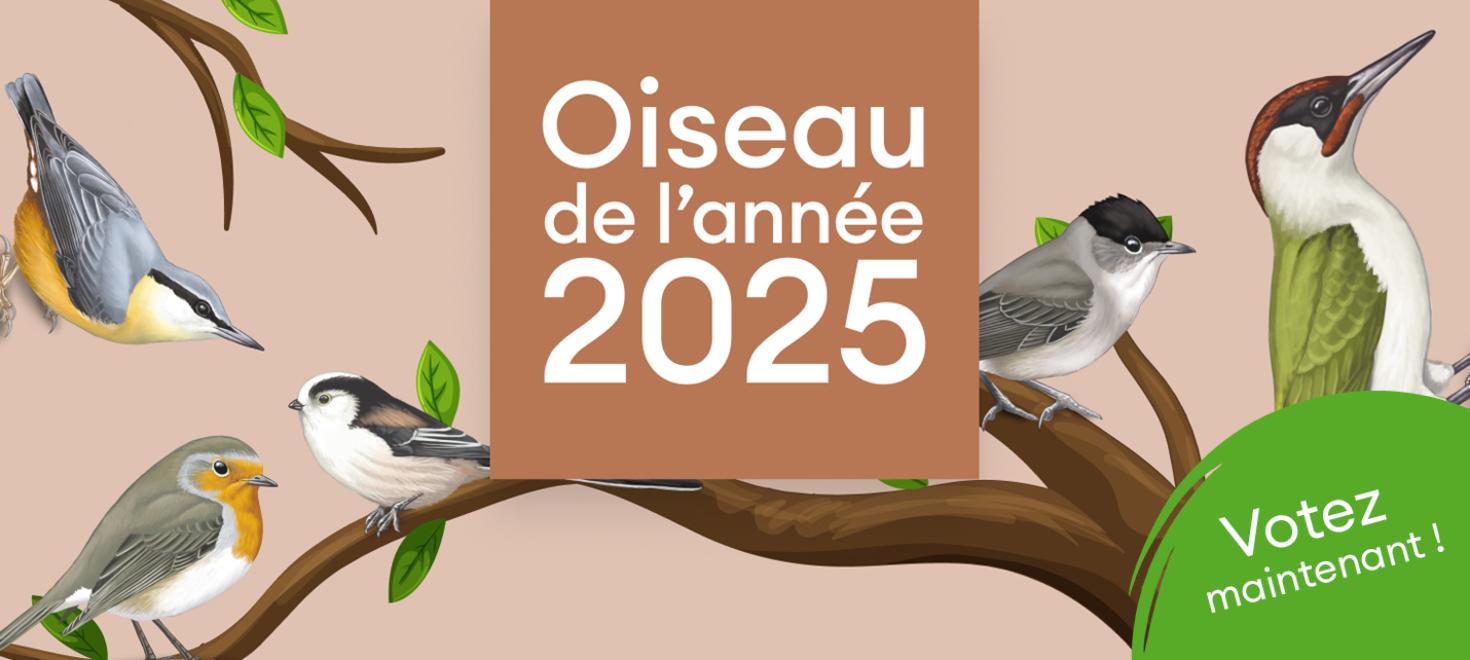 Election oiseau de l'année 2025